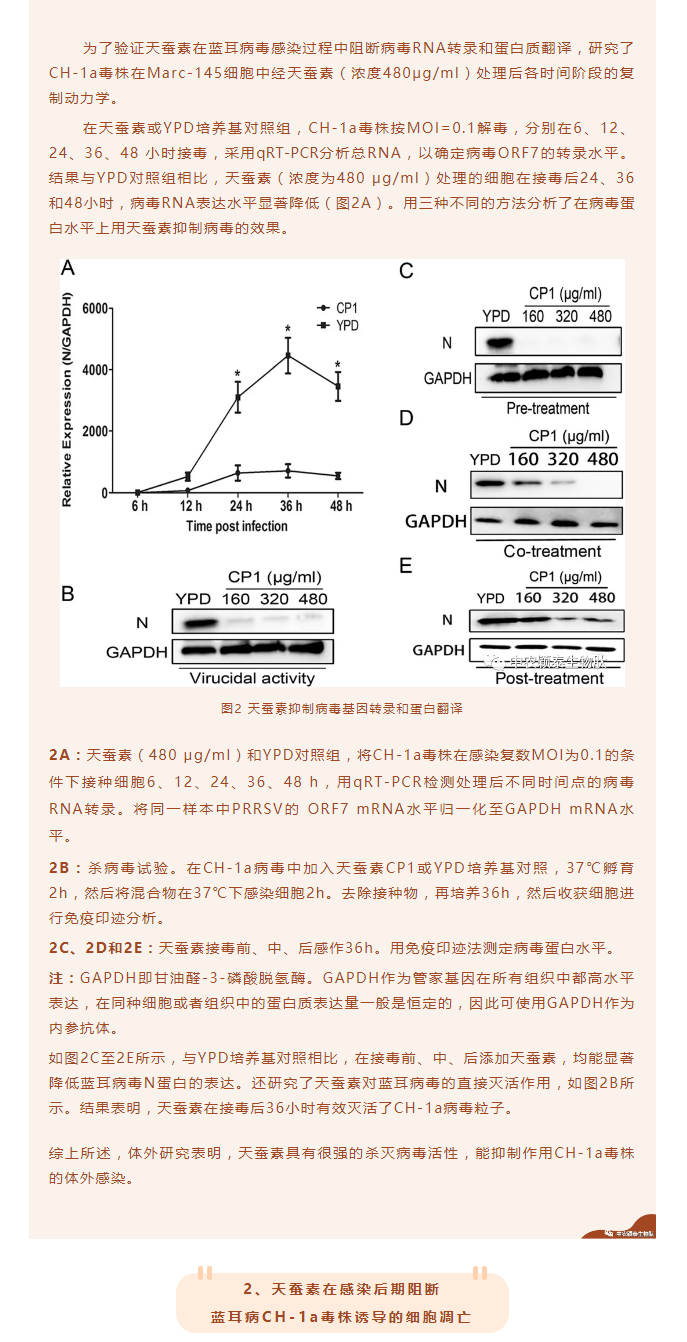 天蚕素抗菌肽抑制猪蓝耳病毒的研究_03